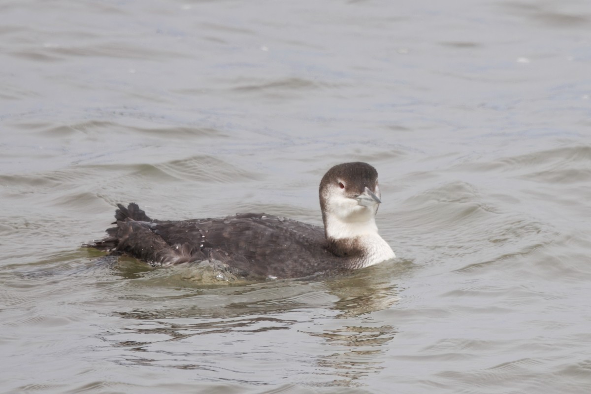 Eistaucher - ML646828149