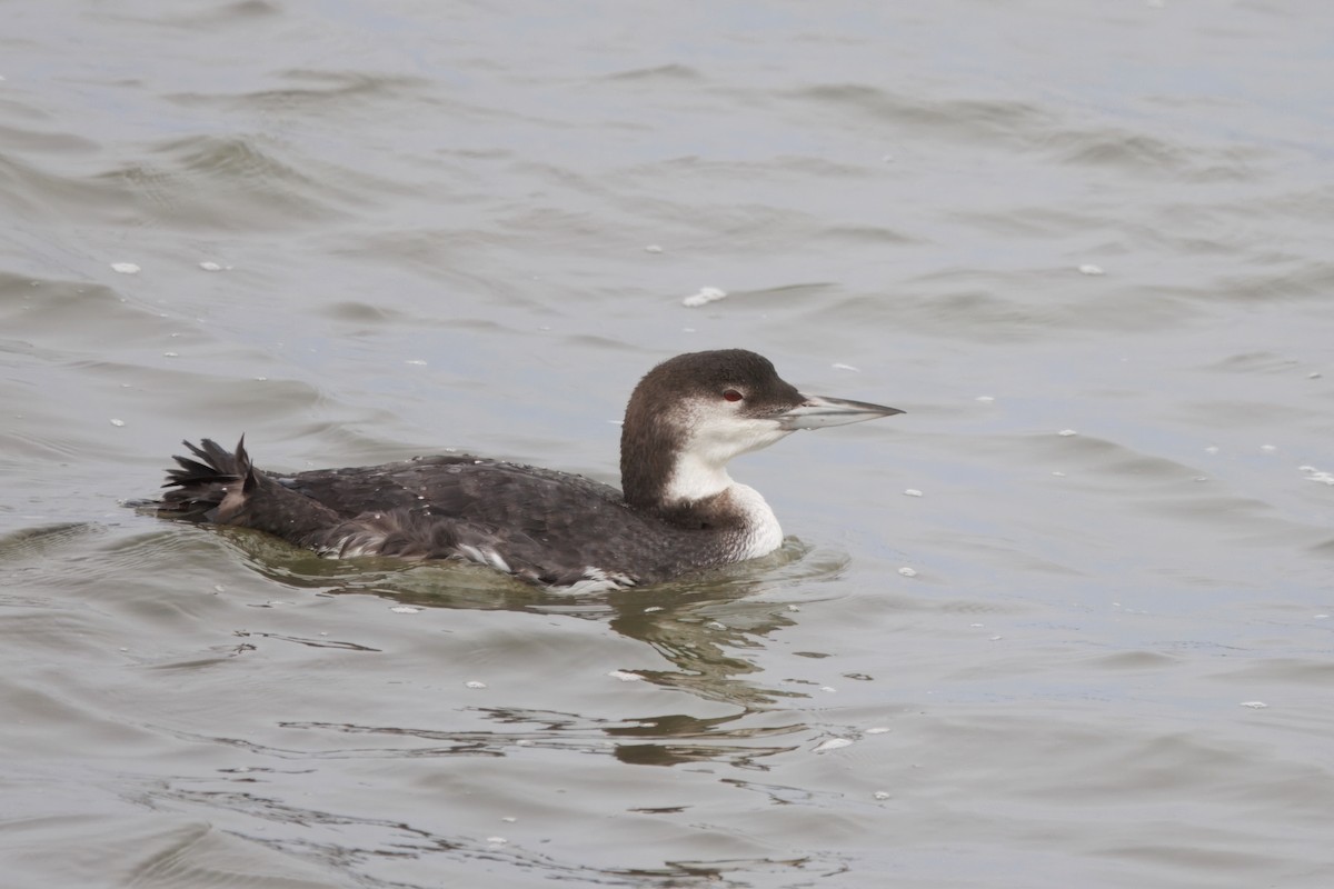 Eistaucher - ML646828150