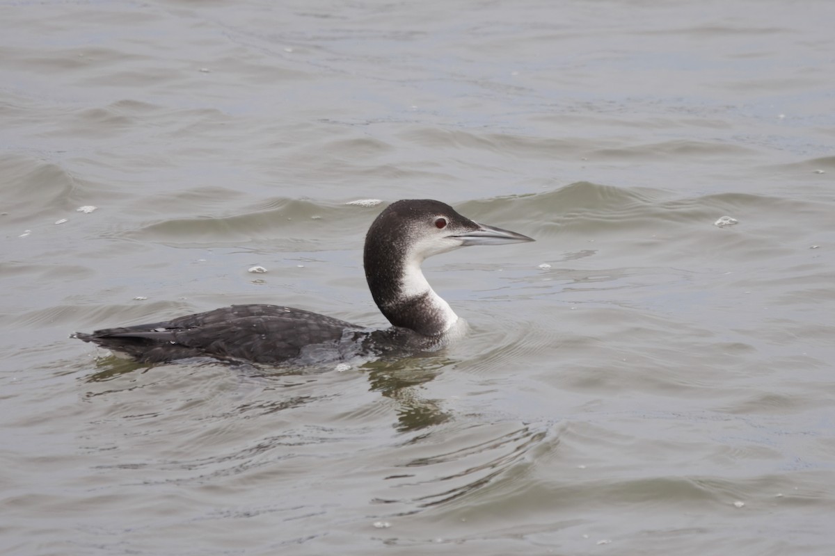 Eistaucher - ML646828151