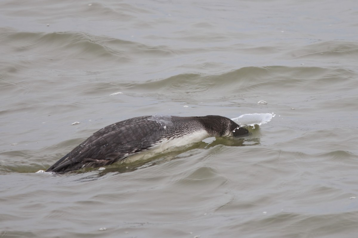 Eistaucher - ML646828152