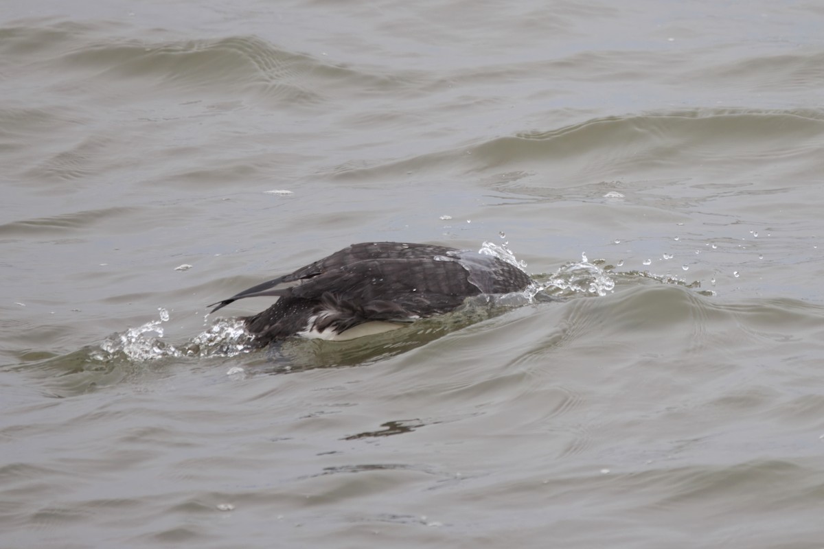 Eistaucher - ML646828153