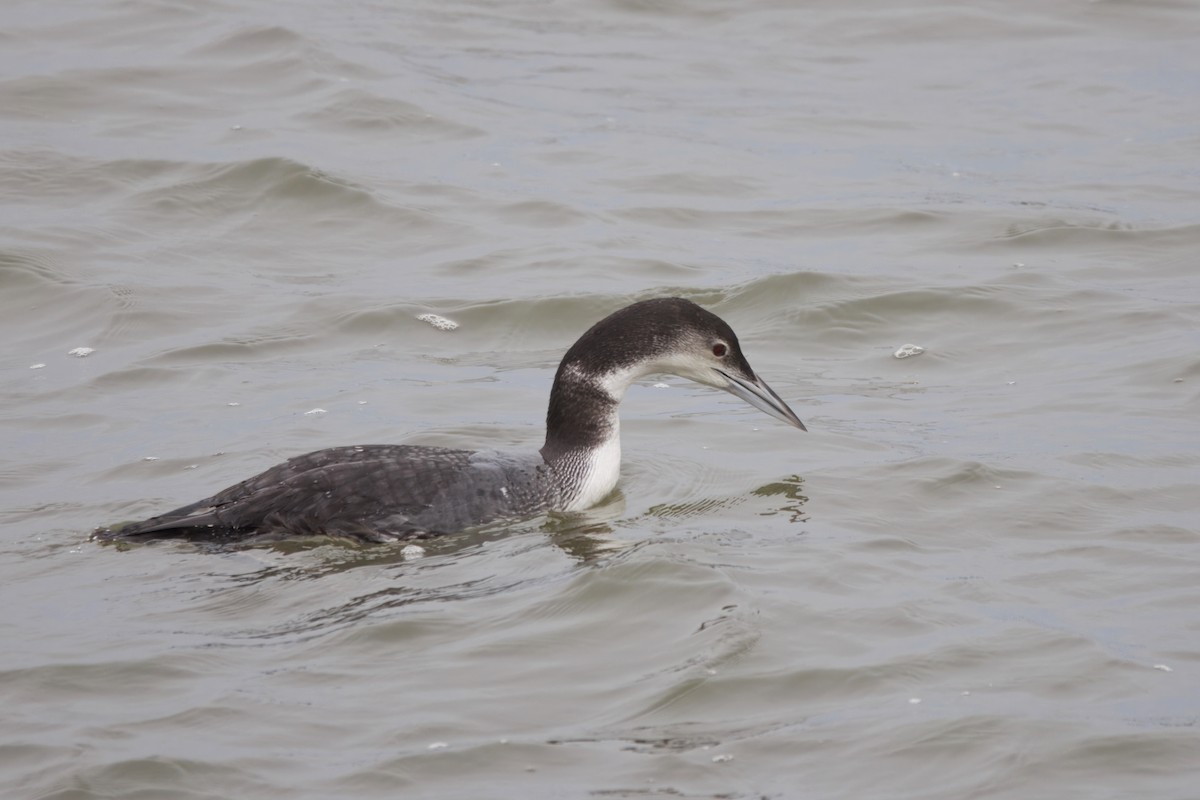 Eistaucher - ML646828154