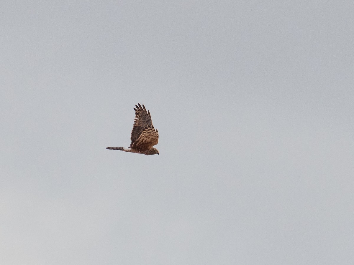 Hen Harrier - ML646828158