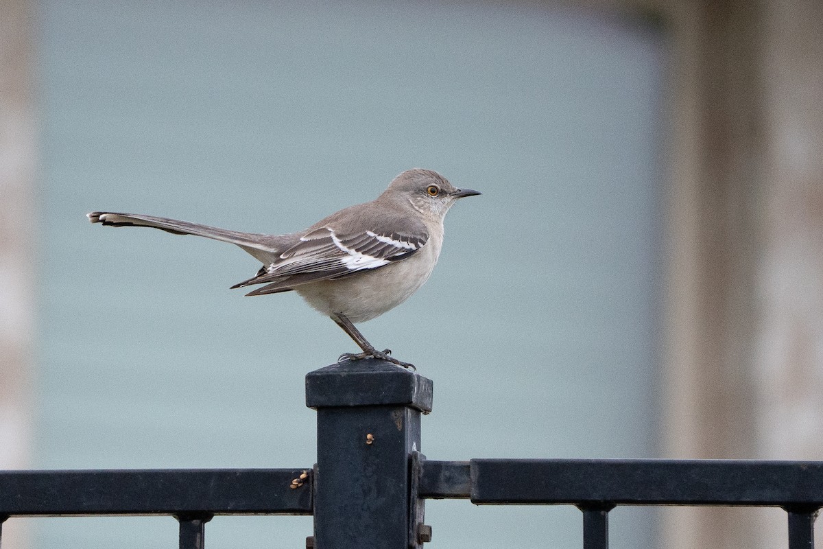 Moqueur polyglotte - ML646828159