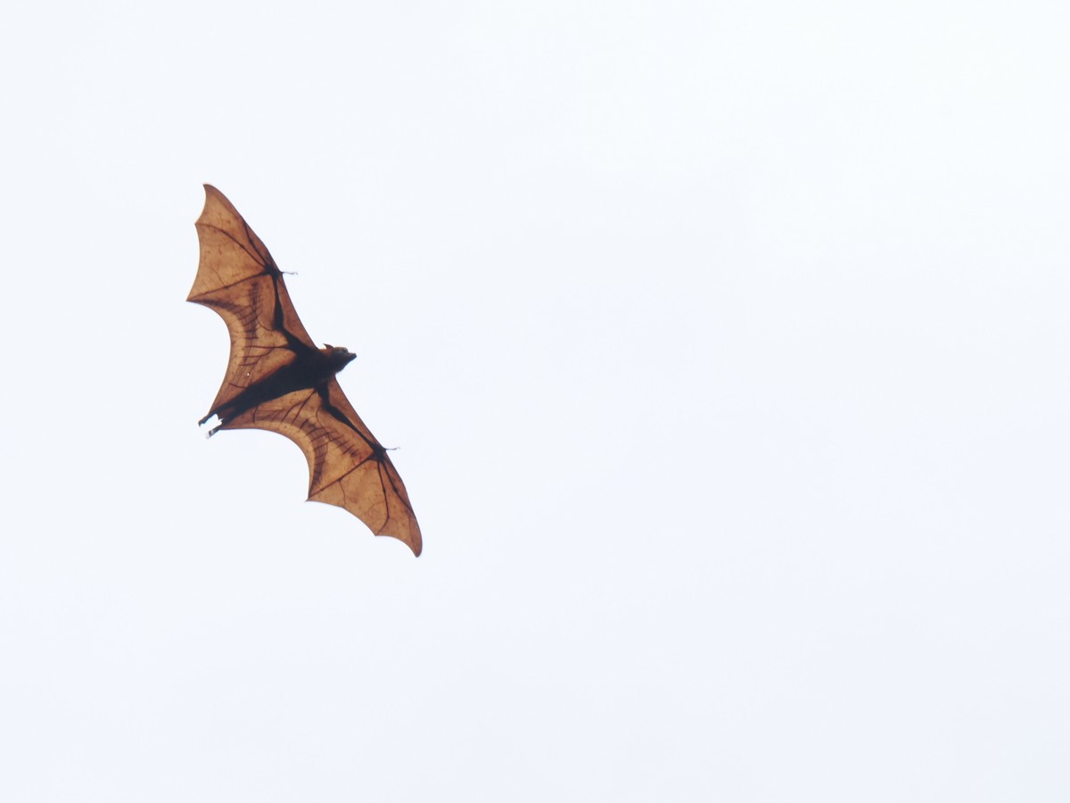 動物界 - ML646828160