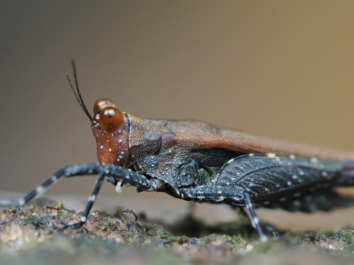 動物界 - ML646828162