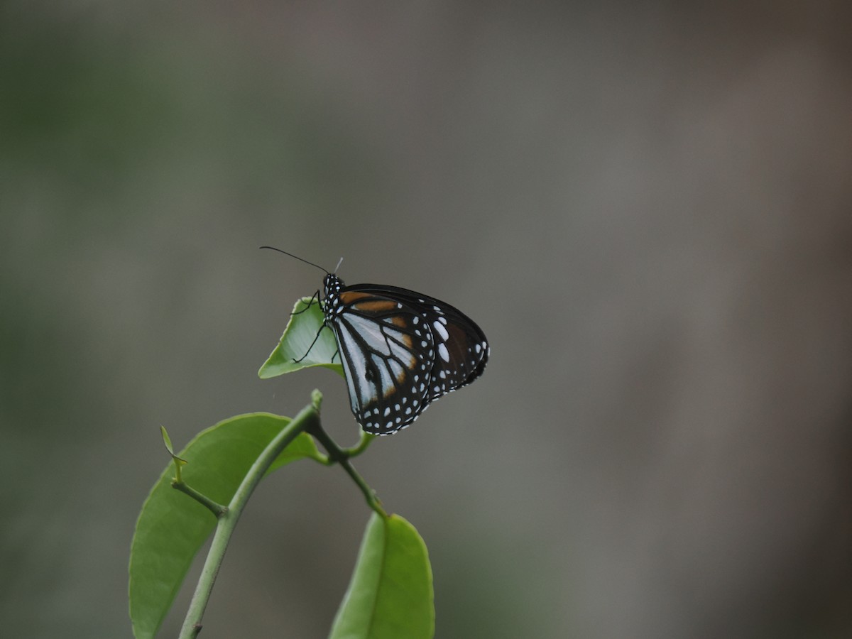 動物界 - ML646828163