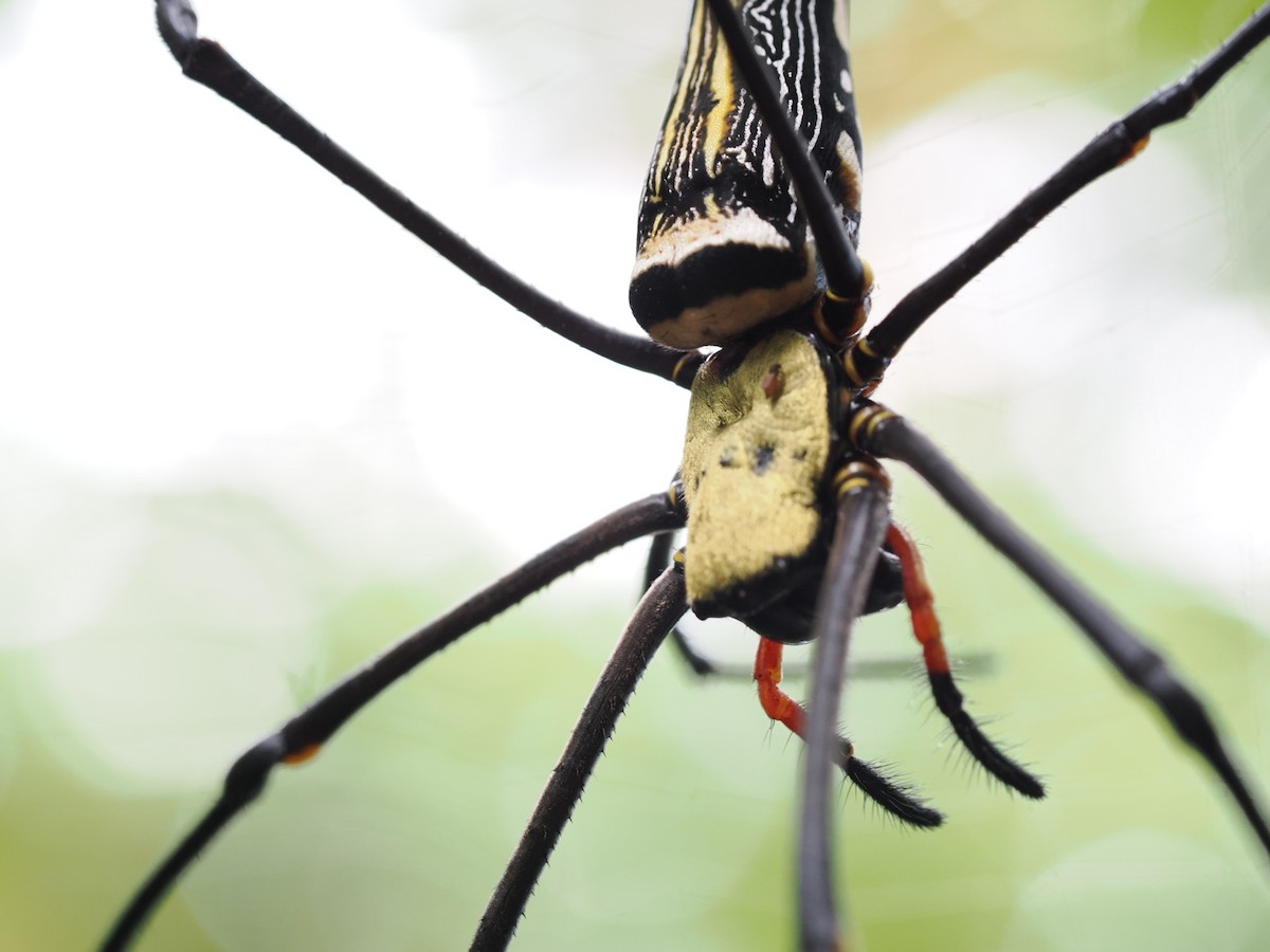 動物界 - ML646828164