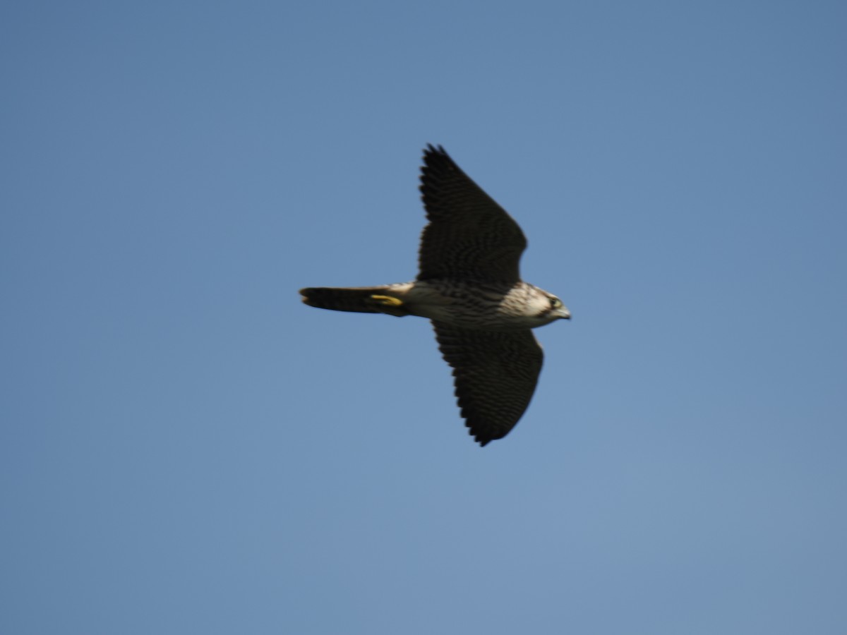 動物界 - ML646828165