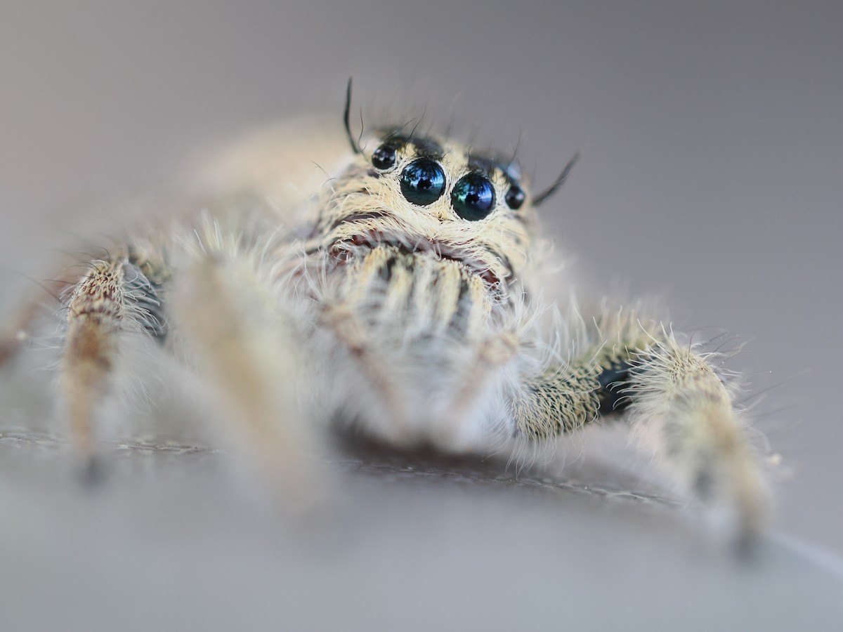 動物界 - ML646828166