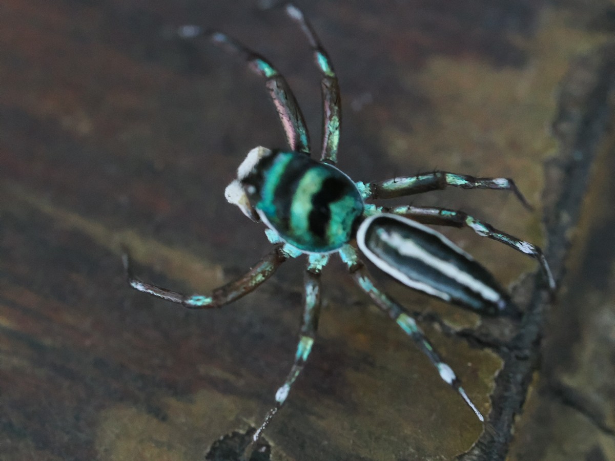 動物界 - ML646828167