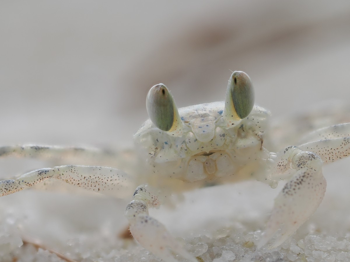 動物界 - ML646828168