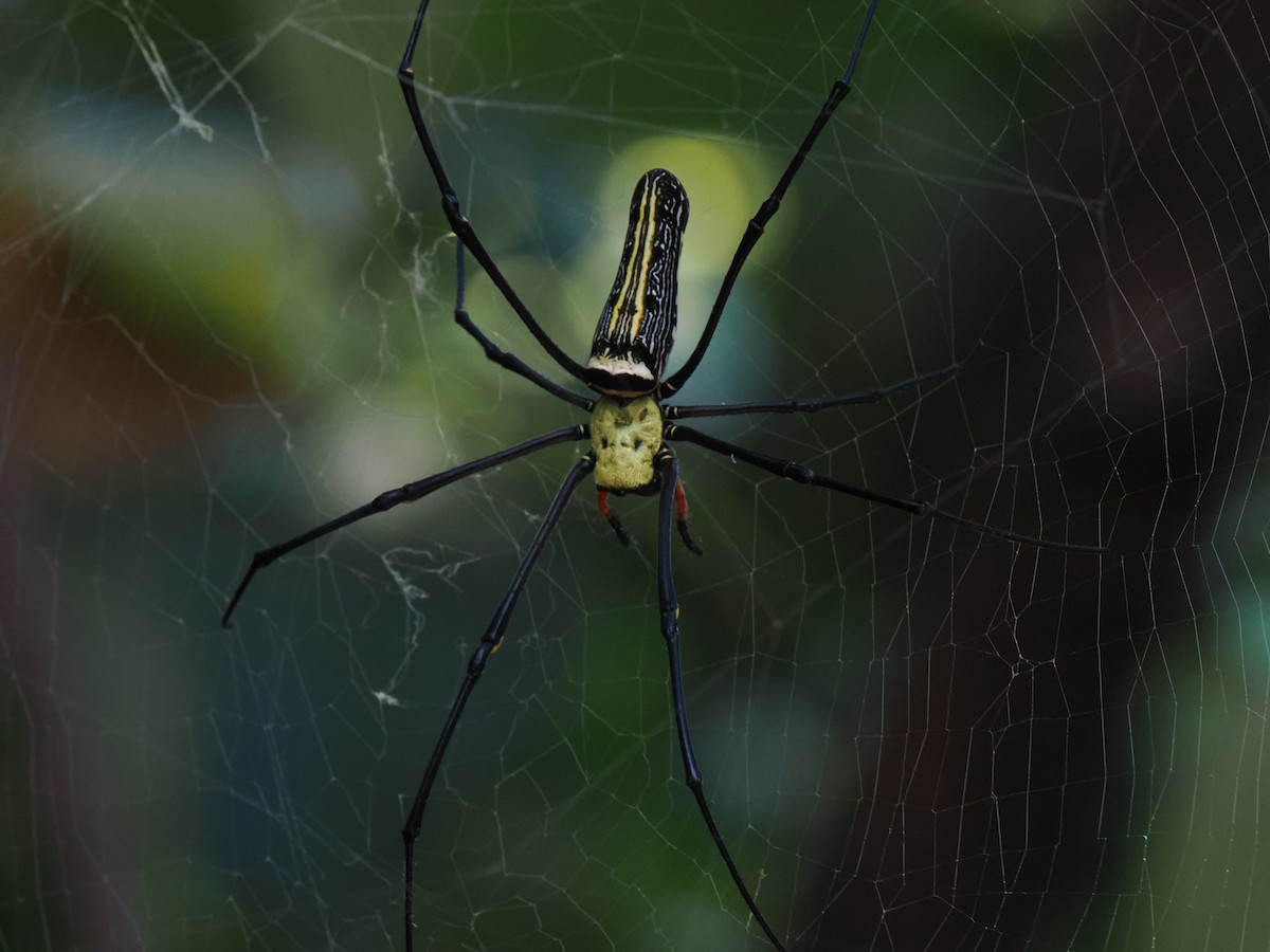 動物界 - ML646828169