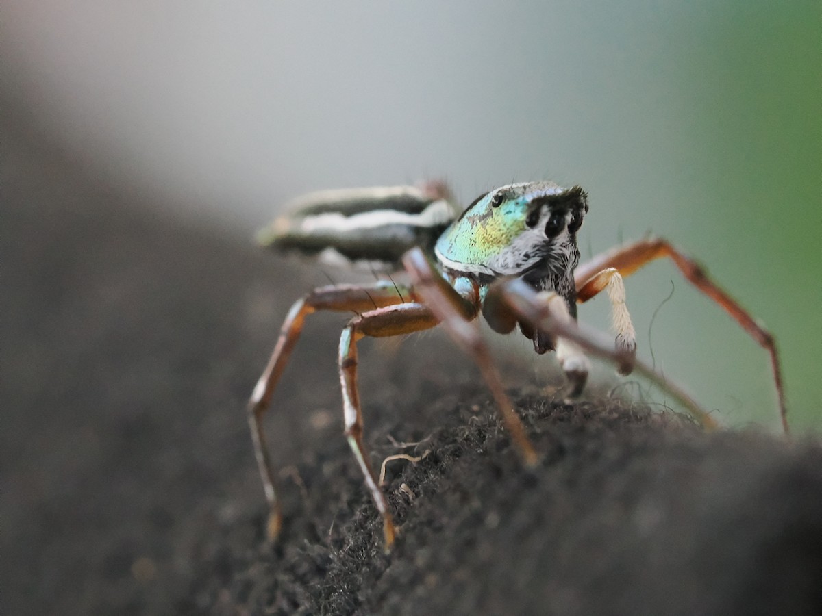 動物界 - ML646828170