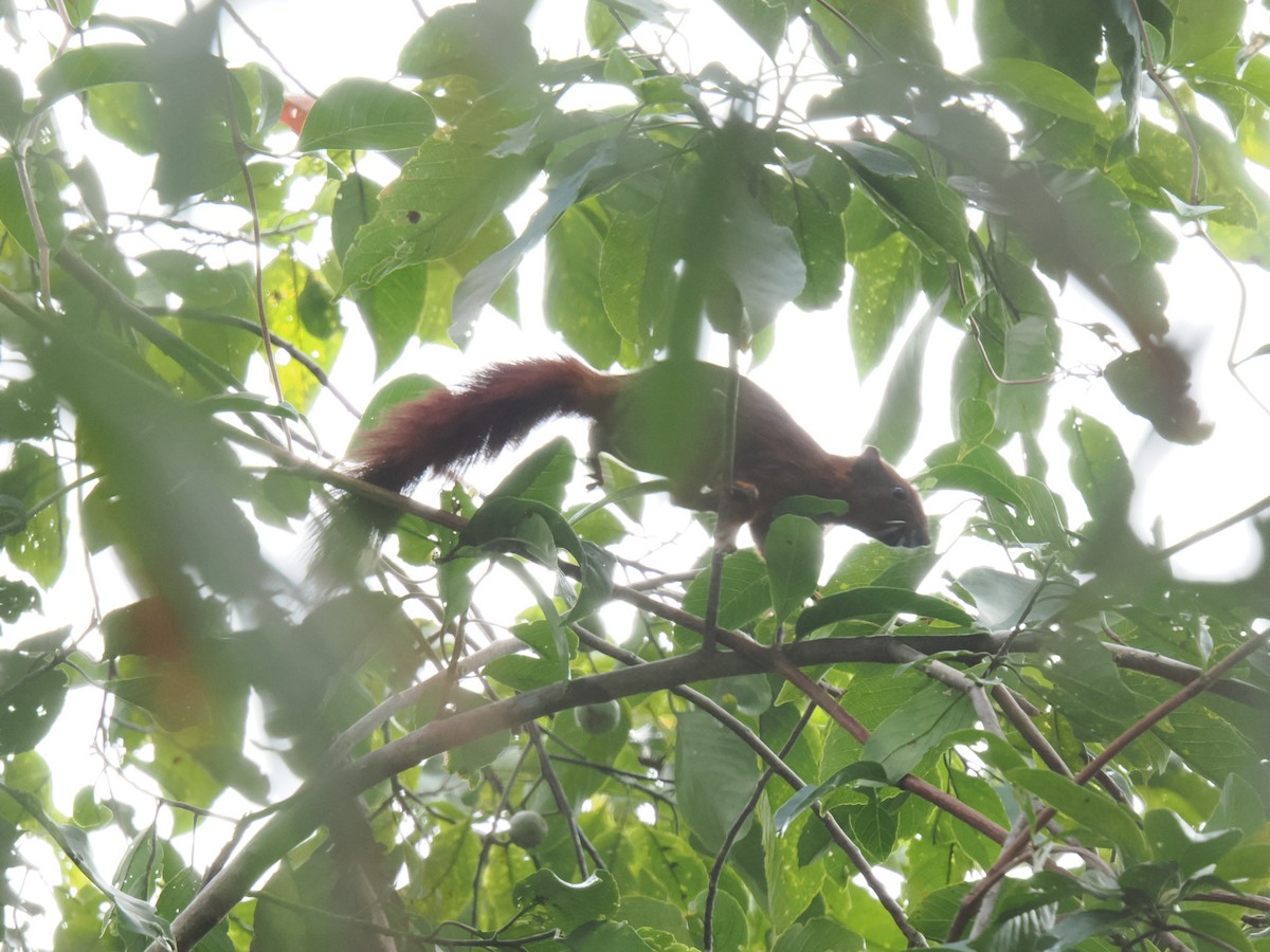 動物界 - ML646828171