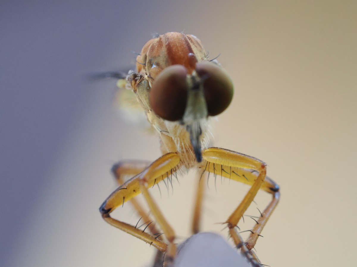 動物界 - ML646828173