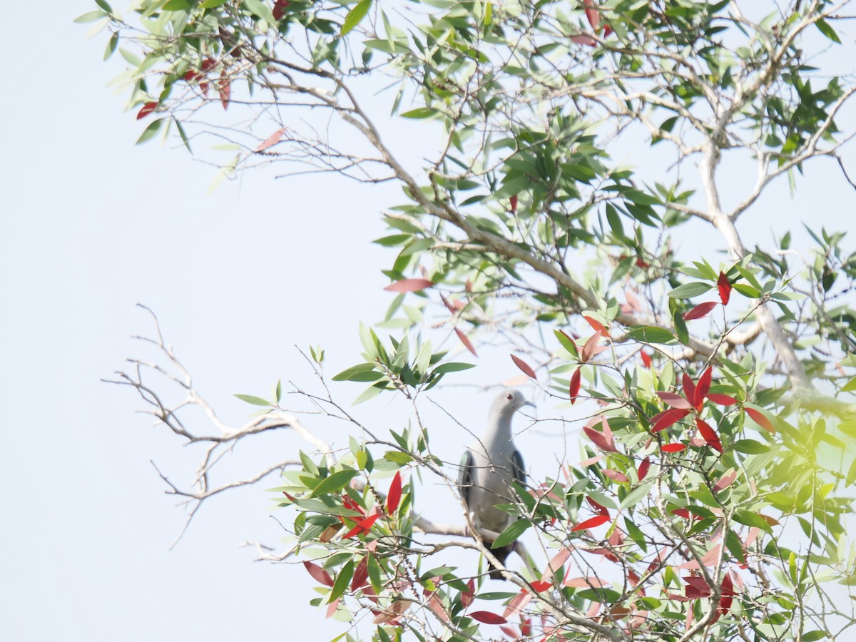 動物界 - ML646828174