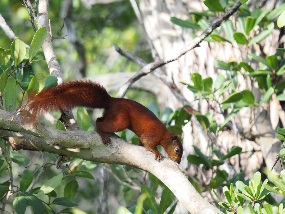 動物界 - ML646828175