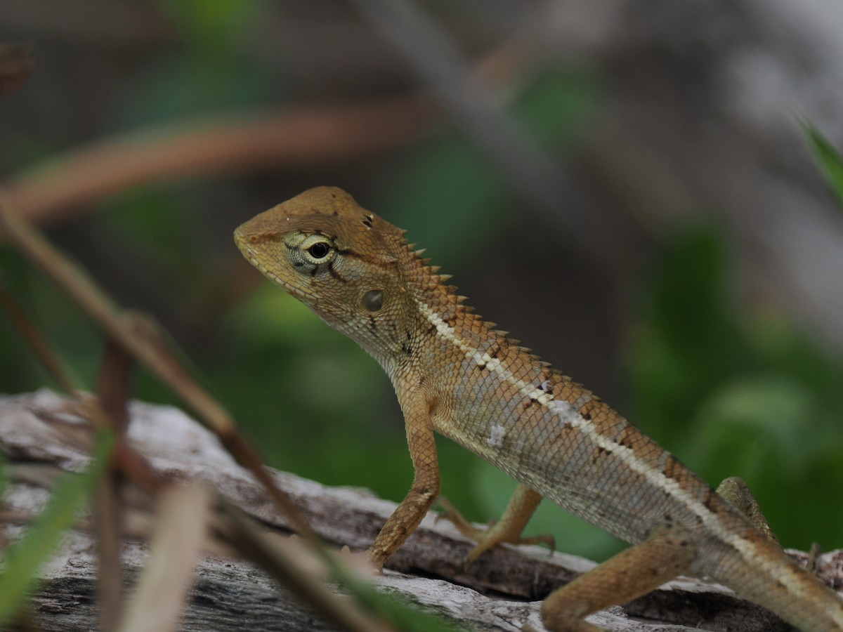 動物界 - ML646828176