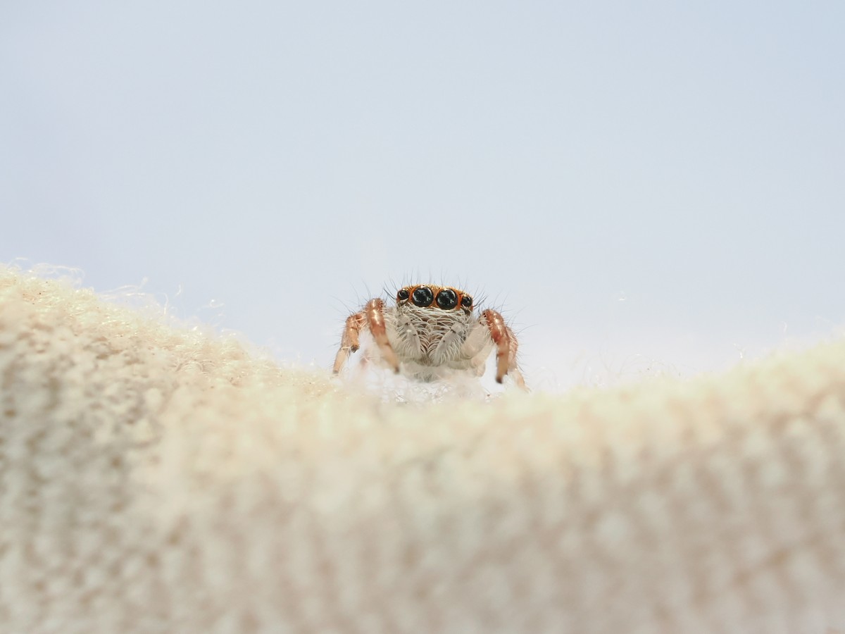 動物界 - ML646828177