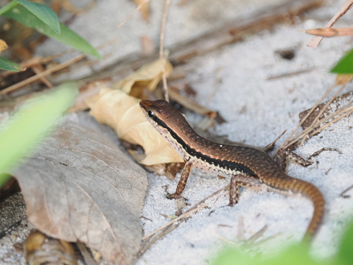 動物界 - ML646828178