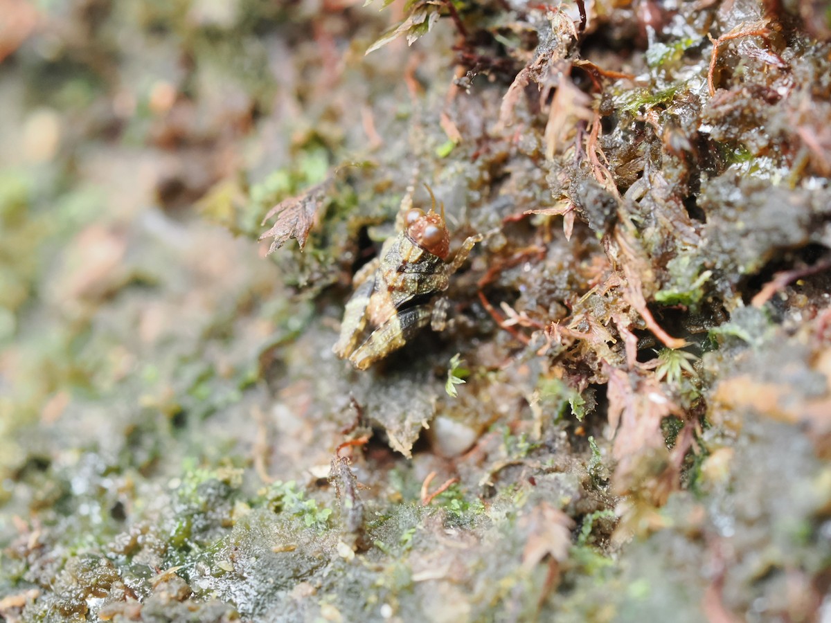 動物界 - ML646828179