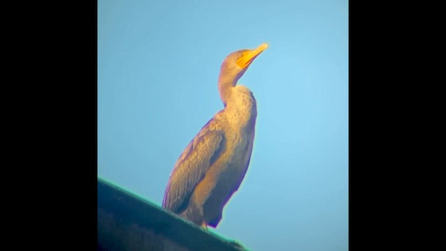 Cormorán Orejudo - ML646828184