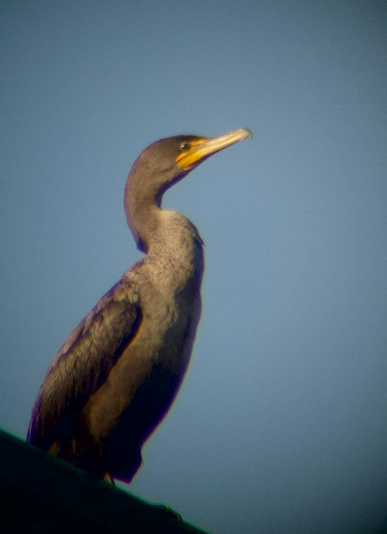 Cormorán Orejudo - ML646828185