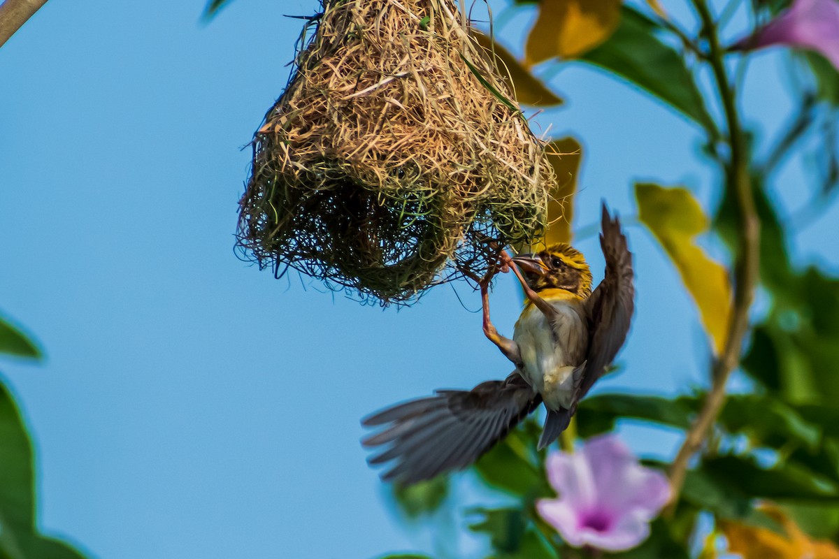 Baya Weaver - ML646828186