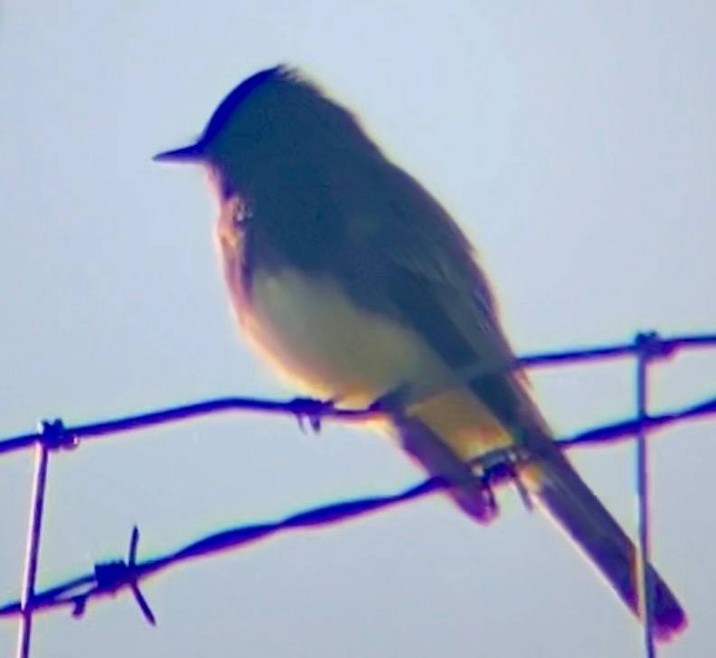 Moucherolle noir - ML646828190