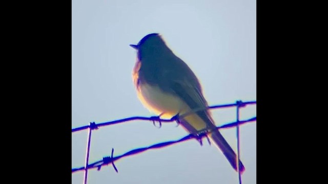 Moucherolle noir - ML646828191