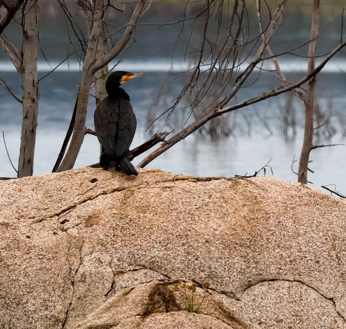 Grand Cormoran - ML646828194