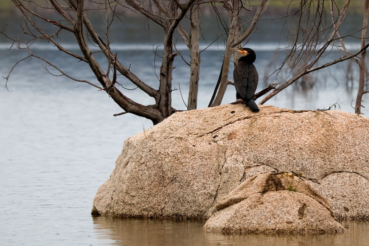 Great Cormorant - ML646828196