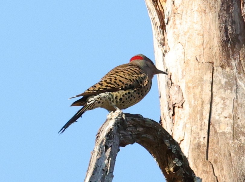 Pic flamboyant - ML646828197