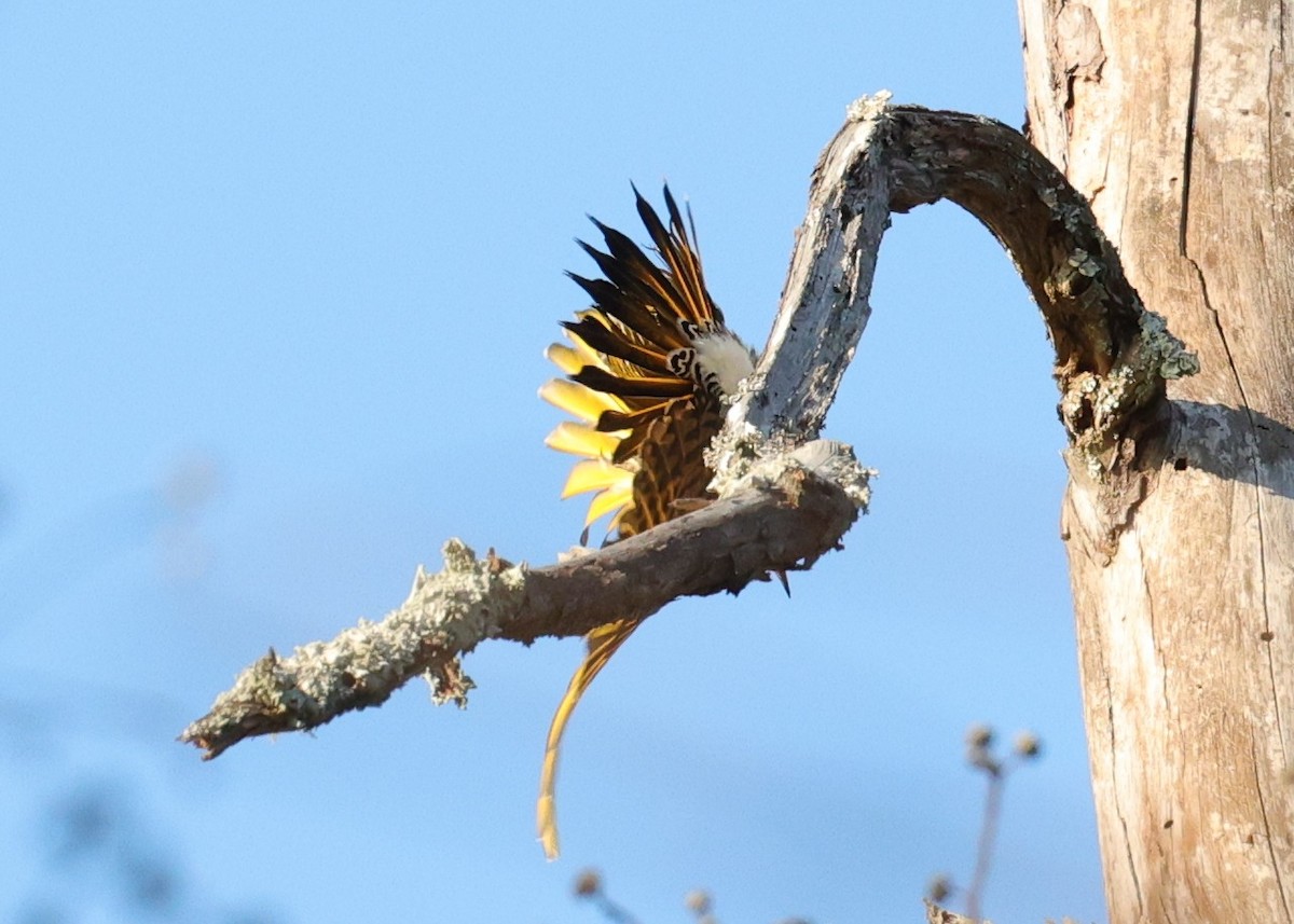 Pic flamboyant - ML646828198