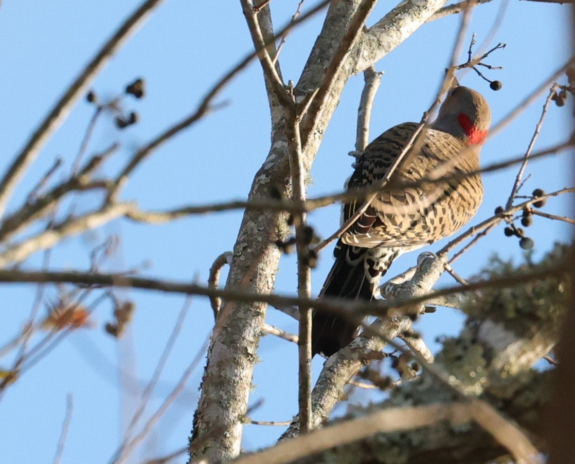 Pic flamboyant - ML646828199