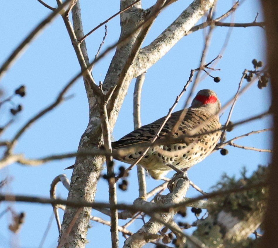 Pic flamboyant - ML646828200