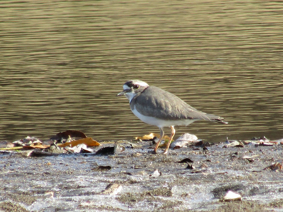 Уссурийский зуёк - ML646828201