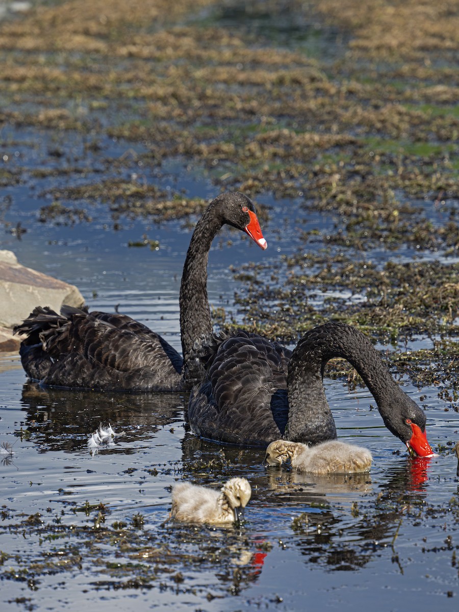 Black Swan - ML646828203