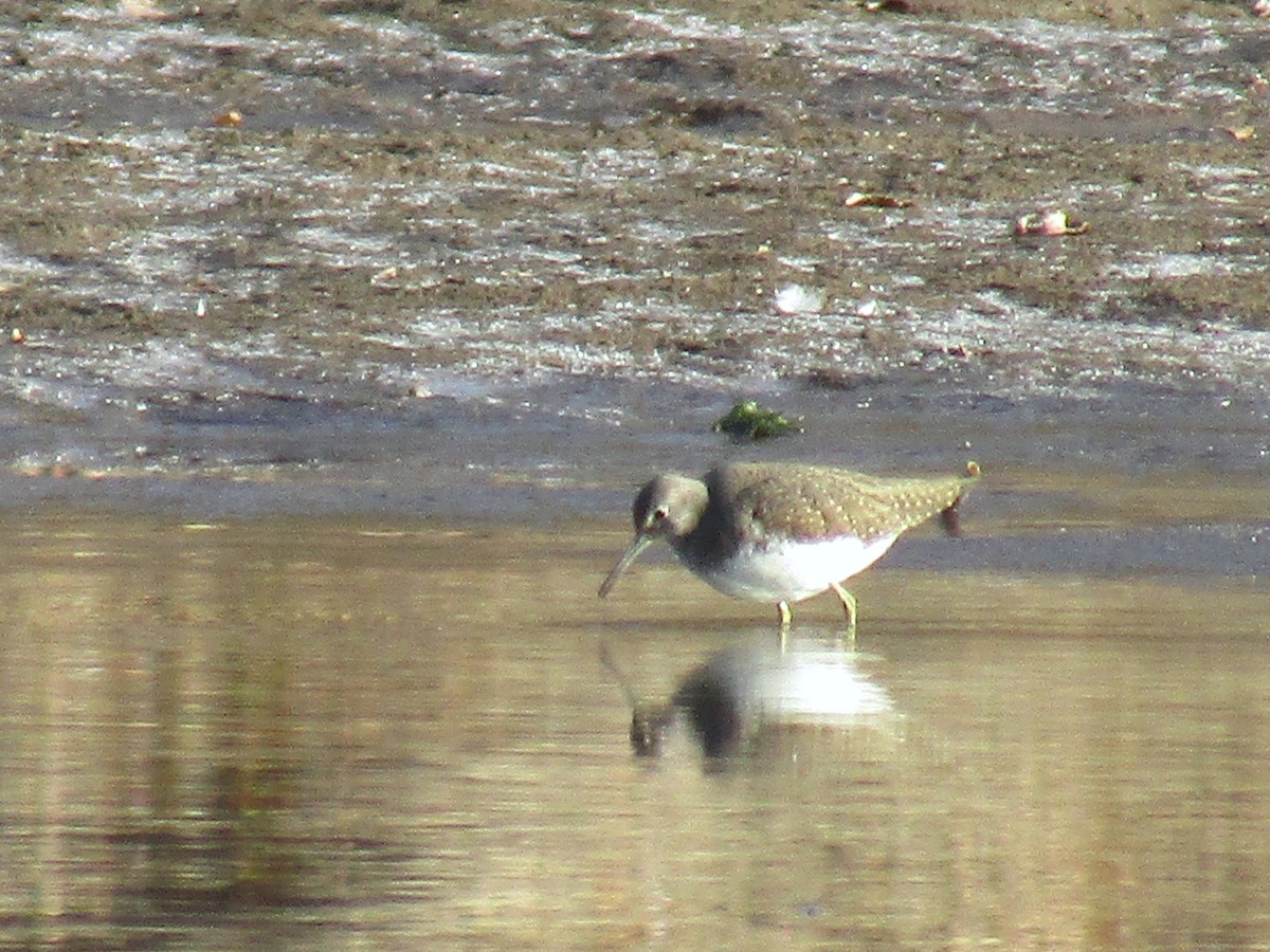 Черныш - ML646828204