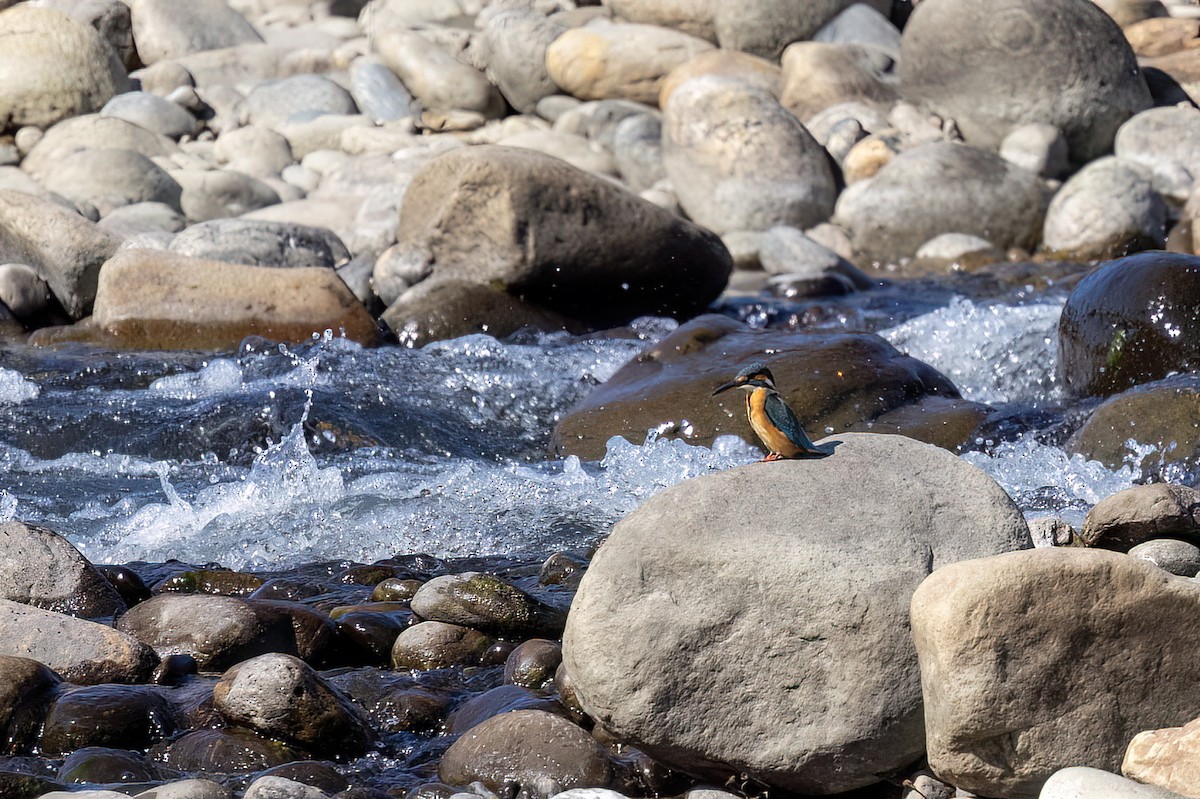 Martin-pêcheur d'Europe - ML646828206