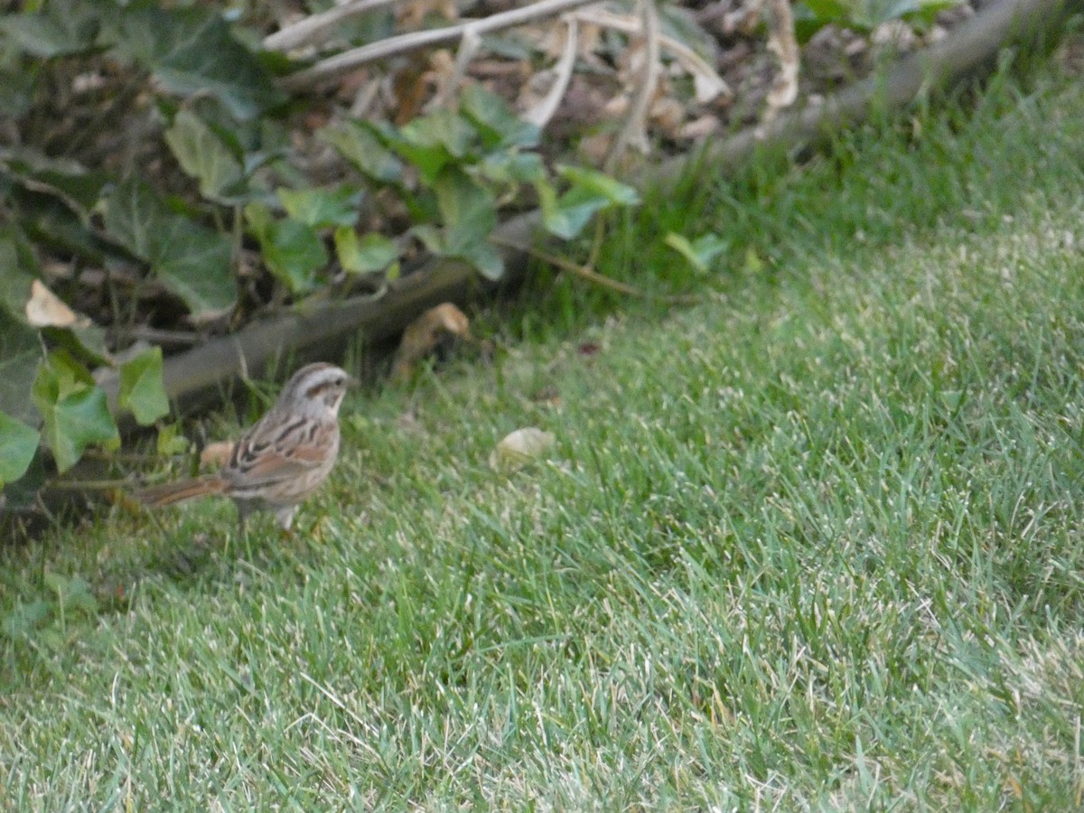 Bruant chanteur - ML646828207