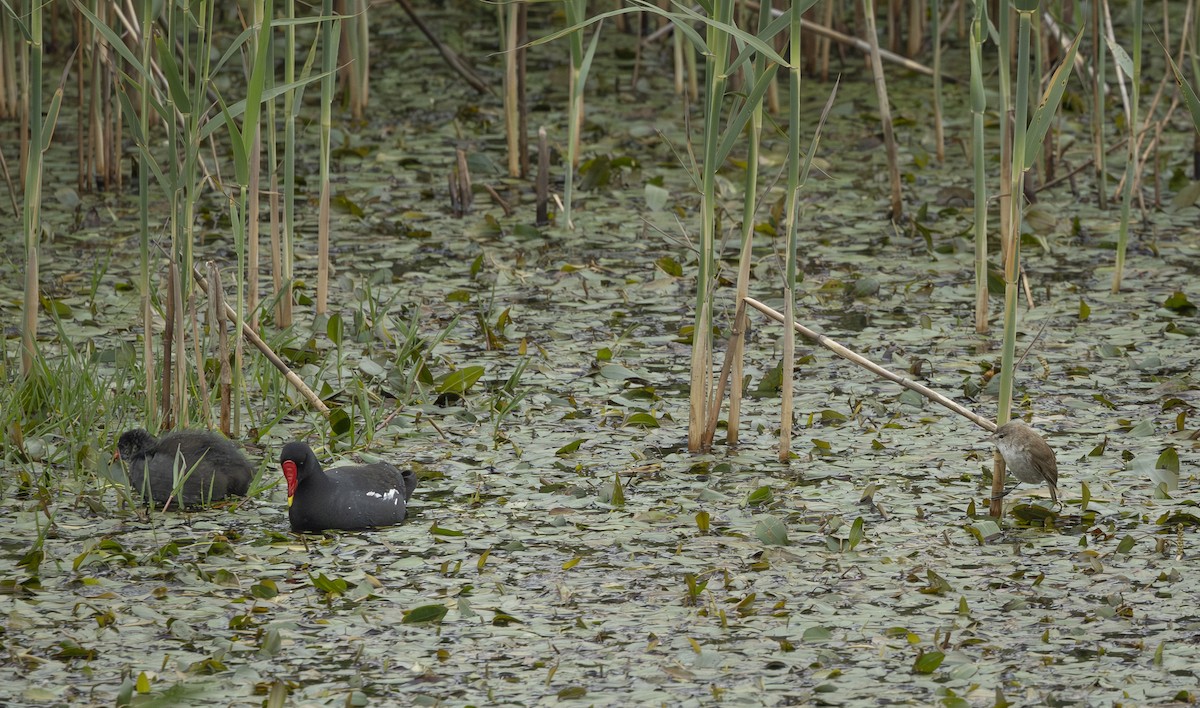 Gallinule poule-d'eau - ML646828208