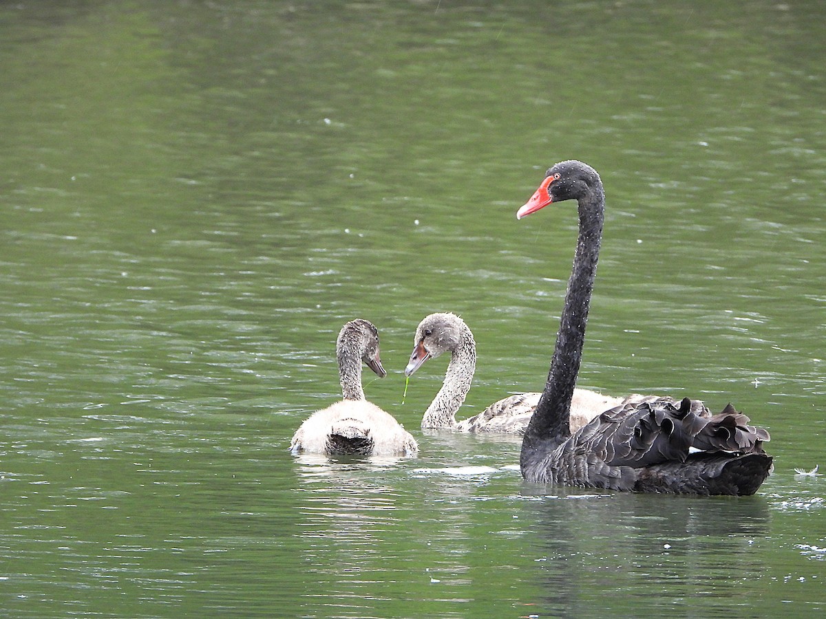 Cygne noir - ML646828209