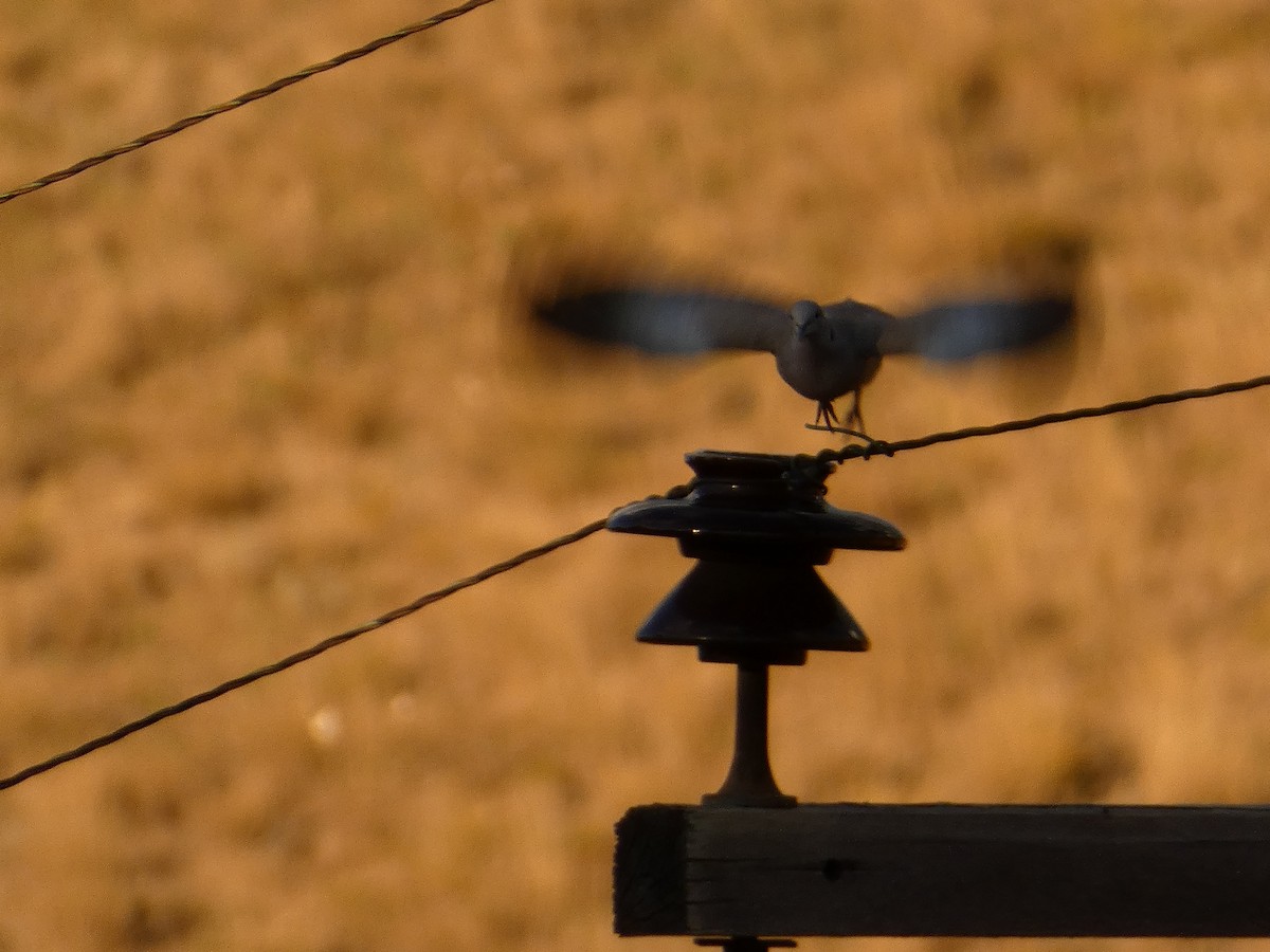 תור צווארון - ML646828210