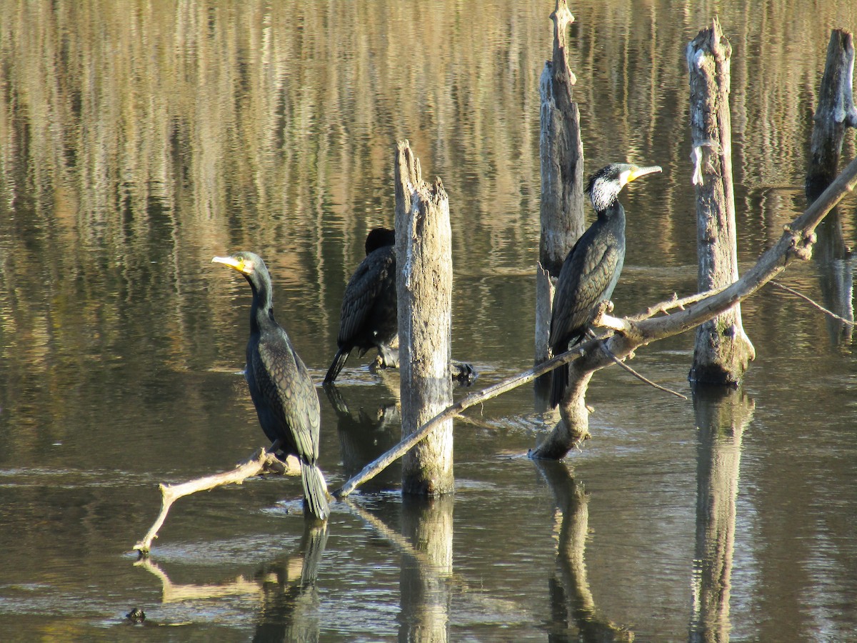 Большой баклан - ML646828211