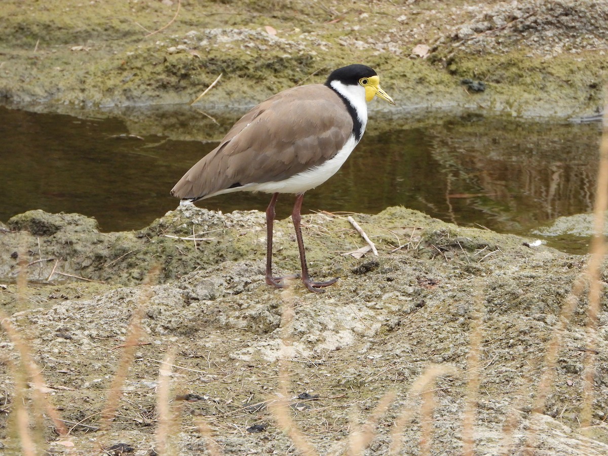 Vanneau soldat - ML646828212