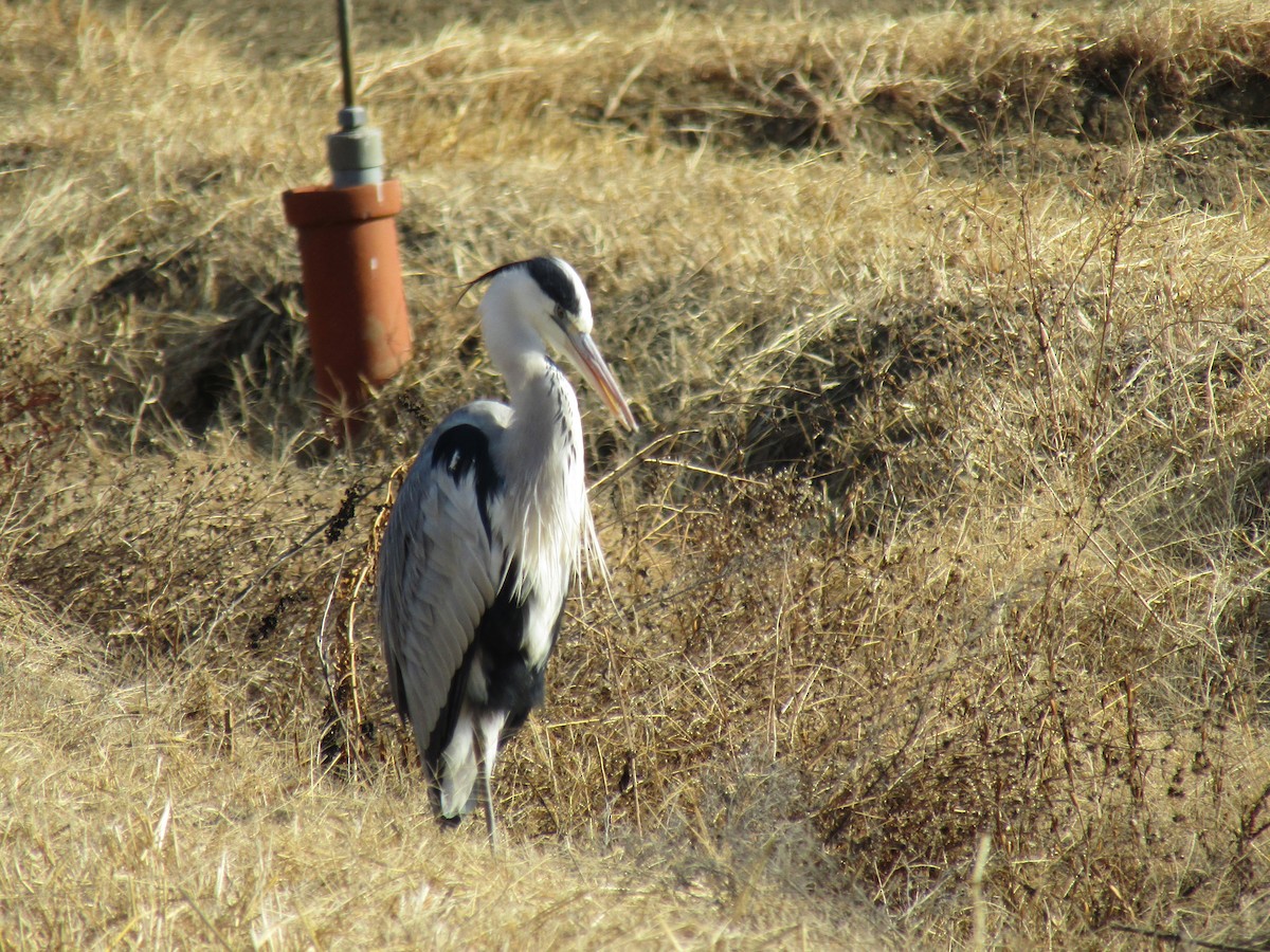 Серая цапля - ML646828214
