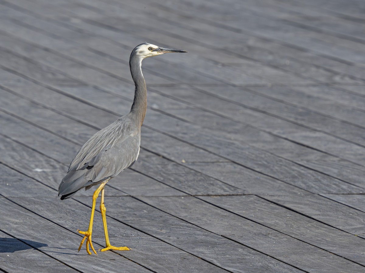 White-faced Heron - ML646828215