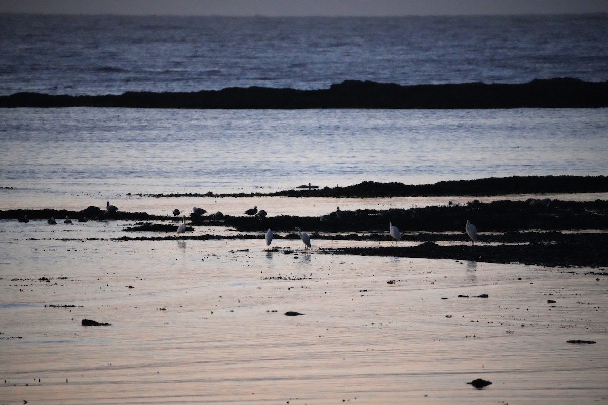 Great Egret - ML646828217